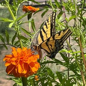 Meet your Posher, Rosemary